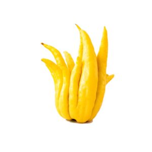 Main de Boudha 1pc