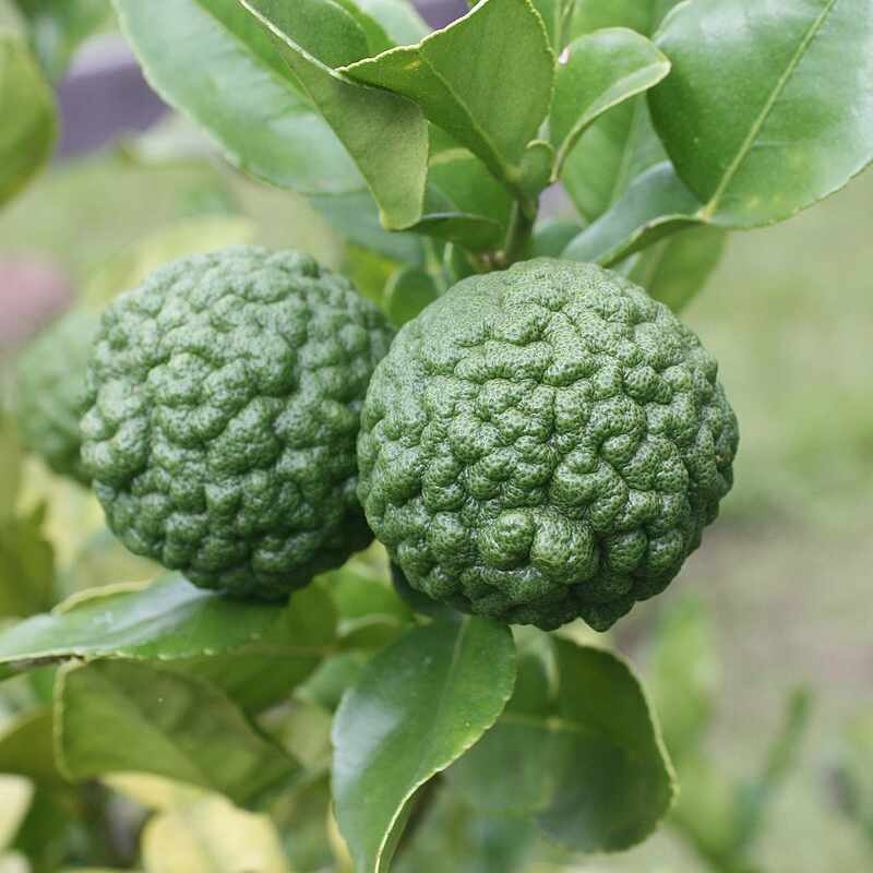 Citron Vert Makrut (Combava) BIO, 5 pièces, feuilles incluses – Image 2