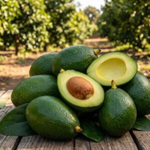 Avocat Bacon BIO 8kg